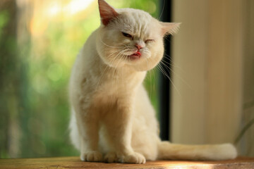 White cat and beautiful sunlight