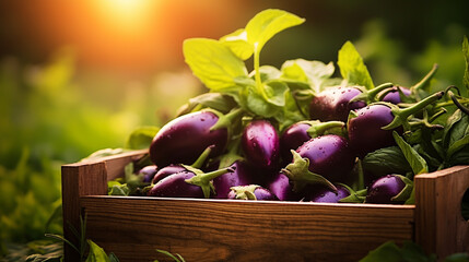 Wall Mural - Eggplant in a box. Harvest vegetables.