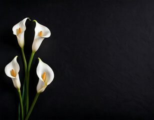 elegant white calla lily flowers on right side black empty paper on dark background. Funeral condolence, card sympathy floral concept