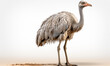 © Store at the corner - Ostrich Studio Shot on a Clean Background