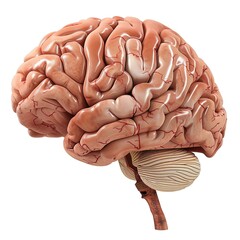 Abstract Human Brain PNG illustration isolated 