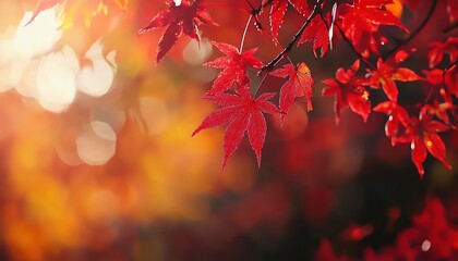 Vibrant red maple leaves illuminated by soft light create a stunning autumn atmosphere, showcasing nature's beauty and tranquility.