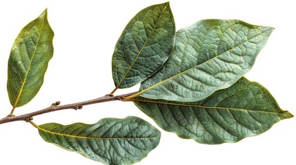 Wall Mural - Green Leaves Branch Isolated on White Background