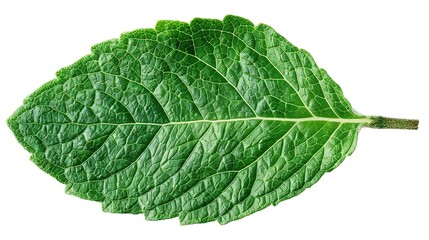 Closeup of a Single Mint Leaf