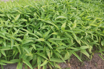 Green water spinach or water spinach is a vegetable that is widely cultivated in Southeast Asian countries and is a very delicious main course dish.