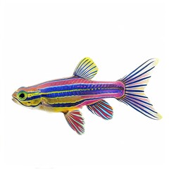 Sticker - Colorful Zebrafish Isolated on White Transparent 