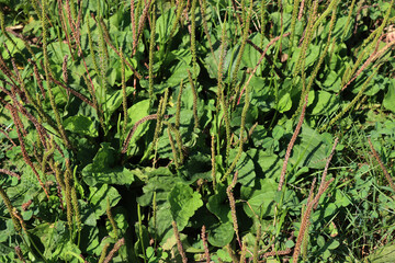 Plantago. Broadleaf plantain plants in the meadow with many flowers on summer