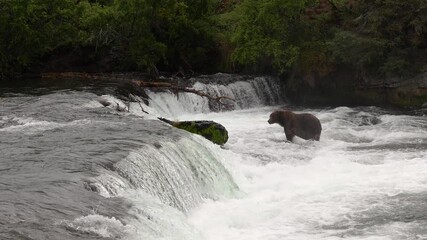 Sticker - Brown Bear Fishing for Salmon in Alaska