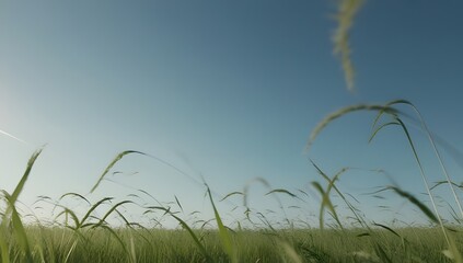 Golden wheat sways gently in the summer breeze, creating a picturesque landscape against a backdrop of blue sky and fluffy clouds