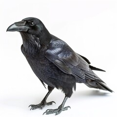 Wall Mural - A black carrion crow on a white background 