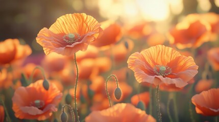 A close-up of orange poppies, representing pleasure and remembrance, ideal for cultural and patriotic marketing --ar 16:9 --v 6.1 Job ID: cef58619-2859-4c22-9ade-ee203cd752d3