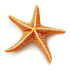 Wall Mural - vector graphic of a starfish