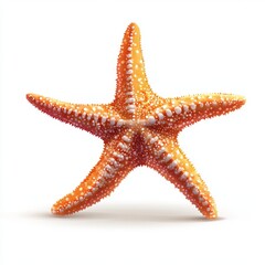 Wall Mural - vector graphic of a starfish