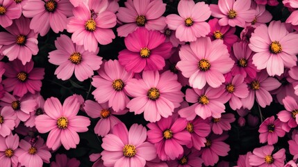 A vibrant display of pink cosmos, symbolizing peace and tranquility, perfect for wellness and summer campaigns