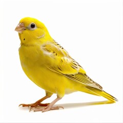 Canvas Print - Beautiful Canary Shot on transparent background 