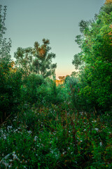 Beautiful forest , summer landscape in woodlands , hiils and trees . Green grass with flowers . Wild field , sunny landscape . Sunlight on trees . Wilds trees , beautiful landscape 