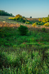 Morning in the forest wild field . Sunny morning , summer landscape with sunrise , yellow and golden colors over the trees and forest . Green field with flowers and grass. Green trees , nature . Lands