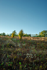 Morning in the forest wild field . Sunny morning , summer landscape with sunrise , yellow and golden colors over the trees and forest . Green field with flowers and grass. Green trees , nature . Lands