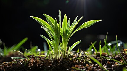 Canvas Print - green grass and sun, Young fresh plant HD 8K wallpaper  