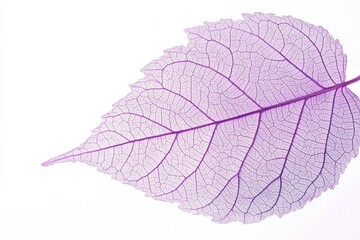 Poster - Soft Purple Leaf with Intricate Veins