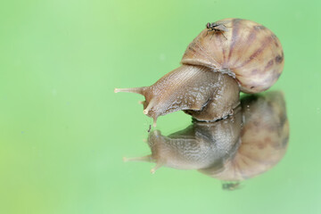 An escargot is walking in a small pond with low water. This mollusk has the scientific name Achatina fulica.