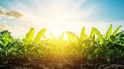 Bright sunny skies and summer light illuminating a banana field, creating an agricultural background with ample copy space.