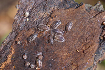 Common woodlice (Oniscus asellus), family Oniscidae and Rounded snails, Rotund Discs (Discus rotundatus), family Discidae. On treebark. Dutch garden. Netherlands, Summer, September