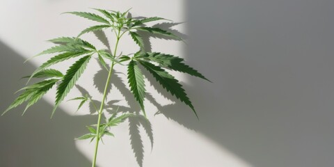 Close-Up of Vibrant Cannabis Plant Leaves in Pot with Fan-Like A