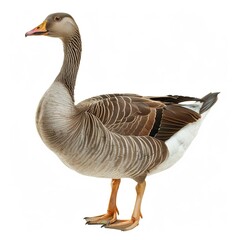 Wall Mural - Graceful Bird Goose isolated on transparent 