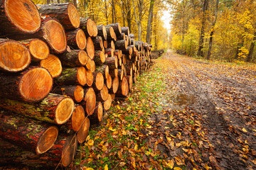 Wet pieces of cut wood lie in a pile by the road in the autumn forest