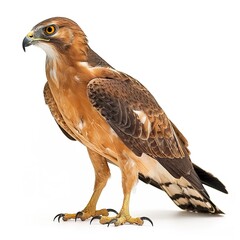 Poster - red tailed hawk