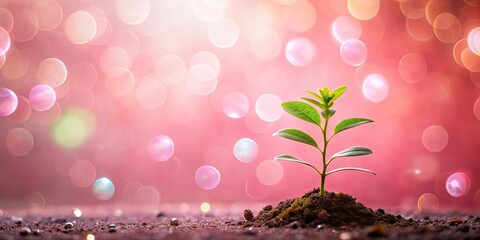 Close-up of small plant on pink background with blurred bubble light in background