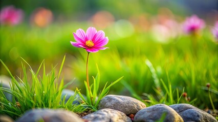 Wall Mural - Solitary pink flower in green grass field with plants and rocks in background