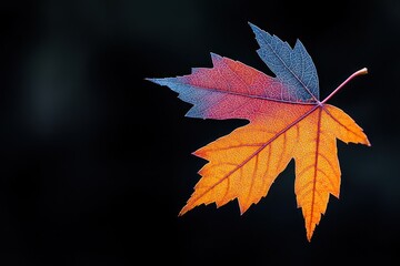 Wall Mural - multicolored maple leaf against a dark background