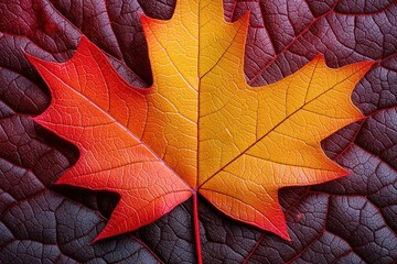 Wall Mural - colorful maple leaf on top of a maroon leaf backdrop