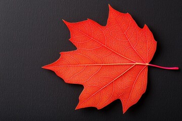 bright red maple leaf on dark background close-up.