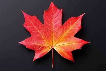 Wall Mural - vibrant red maple leaf with detailed veins on black.