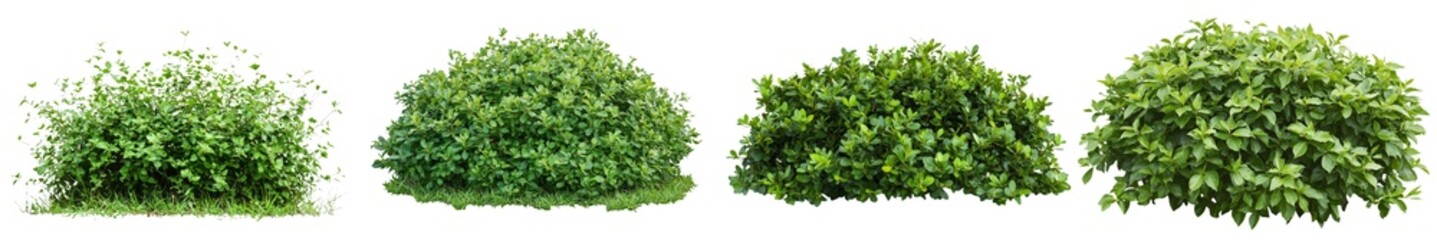 Poster - With clipping path, a plant is isolated on a white background