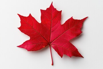 Wall Mural - deep red maple leaf on a white background, top view.