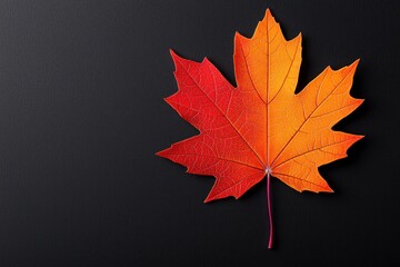 Wall Mural - a single vibrant autumn maple leaf against a dark backdrop.