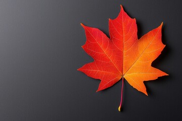 Wall Mural - vibrant autumn maple leaf on dark textured surface.