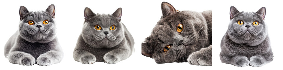 Wall Mural - Solid blue British Shorthair kitten laying on white background, looking at camera with orange eyes and hanging one paw over edge.