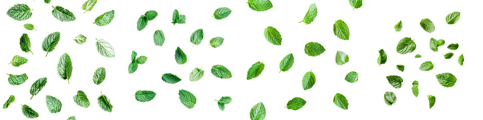 Poster - Close-up of peppermint leaves isolated on white background.