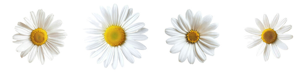 Aufkleber - A beautiful Daisy (Marguerite) isolated on a white background, with a clipping path included.