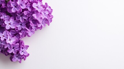 Canvas Print - A close up of a bunch of purple flowers on white background, AI