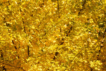 Wall Mural - beautiful yellow ginkgo, gingko biloba tree forest in autumn season.