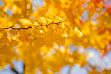 Wall Mural - beautiful yellow ginkgo, gingko biloba tree forest in autumn season.