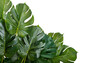 © jxvxnism - monstera plant leaves isolated on transparent background, png monstera leaves cutout