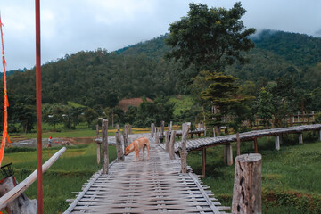 Old chinese style house in tea plantation at Ban Rak Thai the village is surrounded by mountain in Mae Hong Son, Thailand. A village of Chinese settlement is travel destination in Mae Hong Son