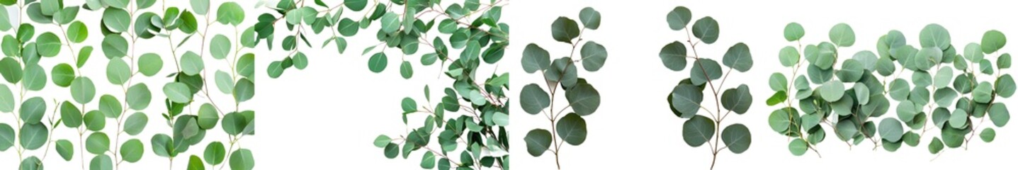 Aufkleber - This is an isolated Eucalyptus branch on a white background. This is a flat lay, top view, with a floral concept.